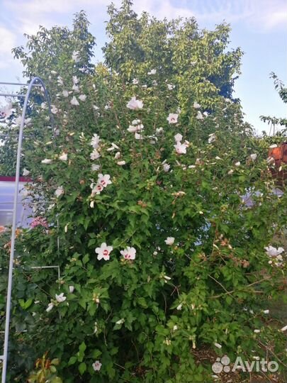 Гибискус древовидный