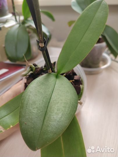 Орхидея фаленопсис