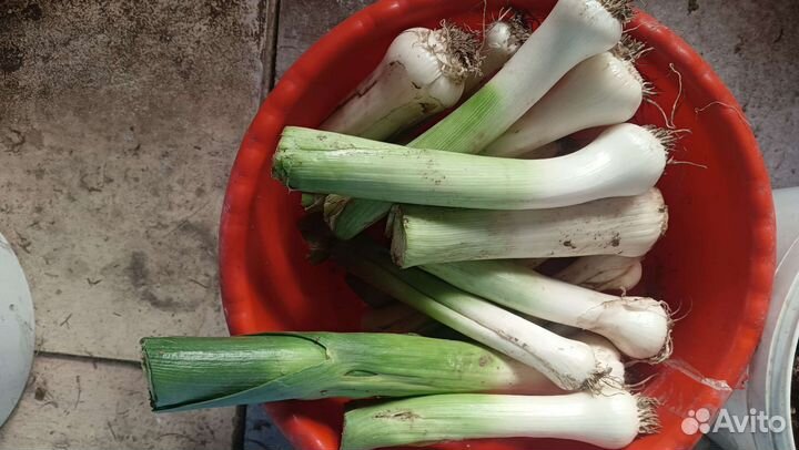 Огурцы соленые,капуста красная,лук порей