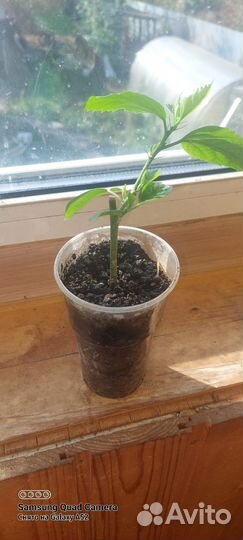 Гибискус китайская роза