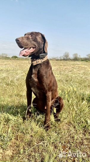 Курцхаар вязка