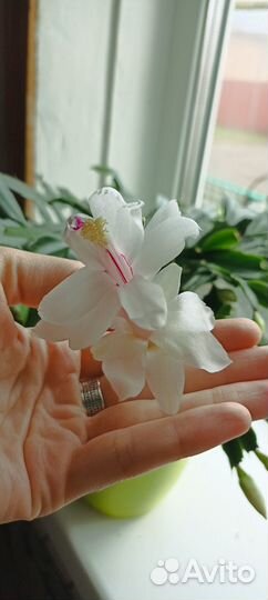 Декабрист белый (шлюмбергера)