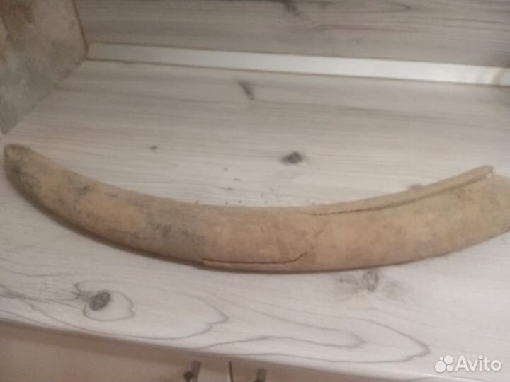 Продам бивень мамонта