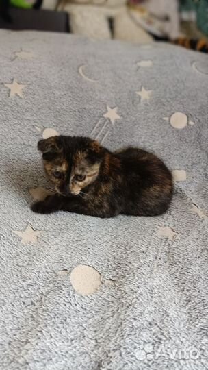 Кошка в дар