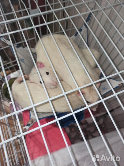 Крысы Дамбо с клеткой