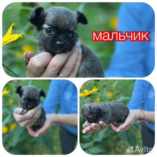 Щенки чихуахуа длинношерстные