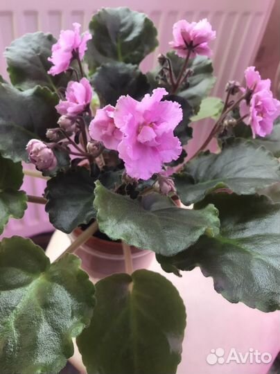 Сортовые фиалки