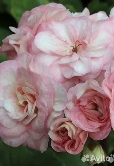 Пеларгония Марсель