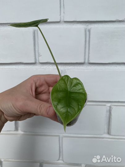 Алоказия шкура дракона