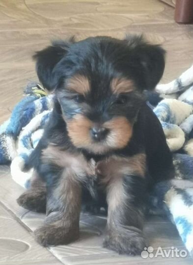 Йоркширский терьер щенки стандарт