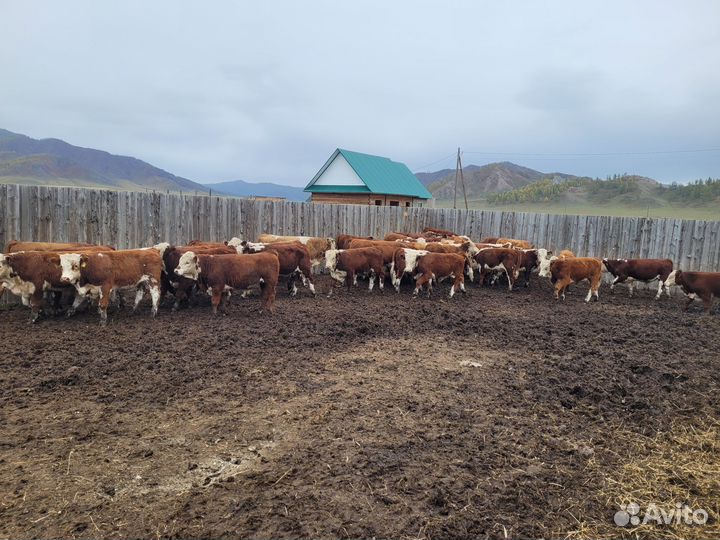 Бычки на откорм