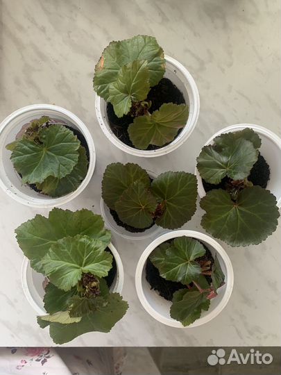 Бегония элатиор