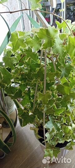 Домашние Растения