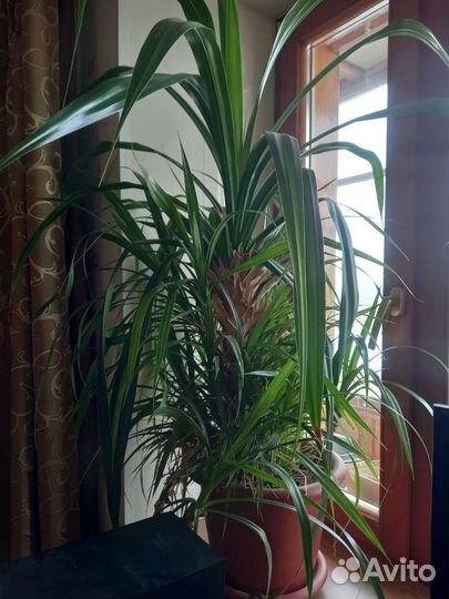 Пальма панданус