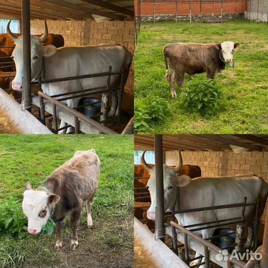 Телка и бычок