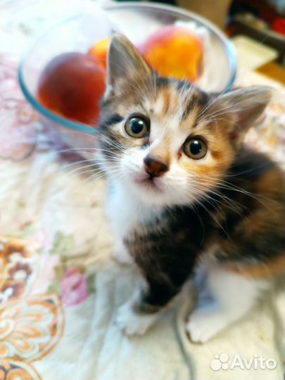 Курильский бобтейл