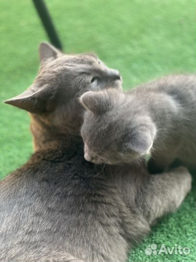 Отдам дымчатых котят