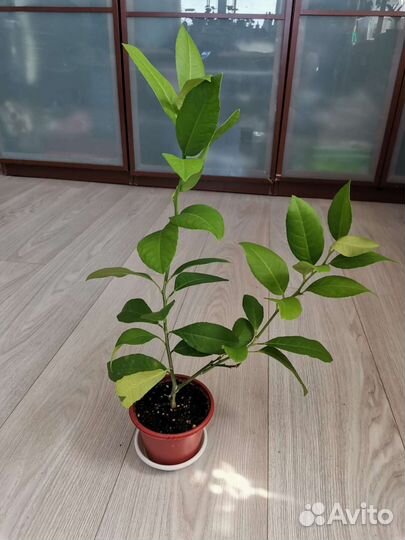 Лимон Мейера плодоносящий (двухлетки)