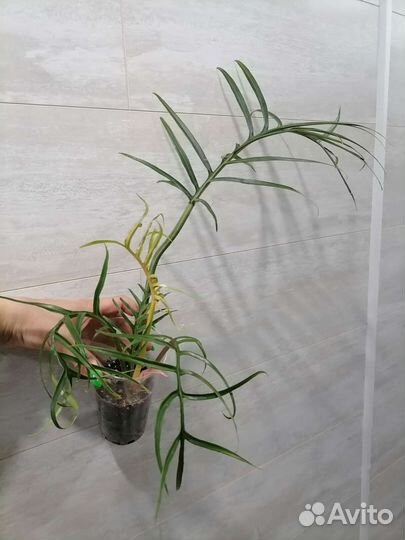 Филодендроны разные