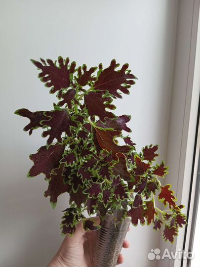 Комнатные растения