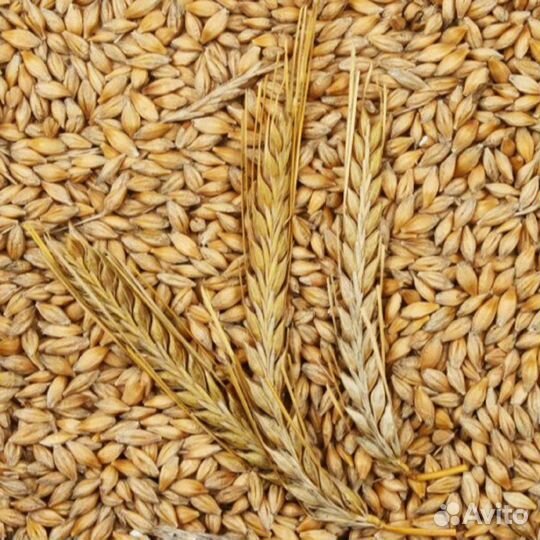 Зерно ячмень