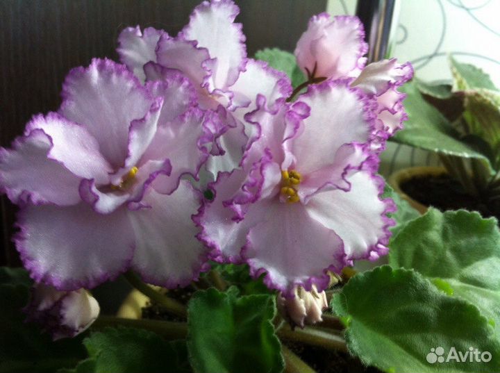 Фиалки сортовых и промышленных сортов