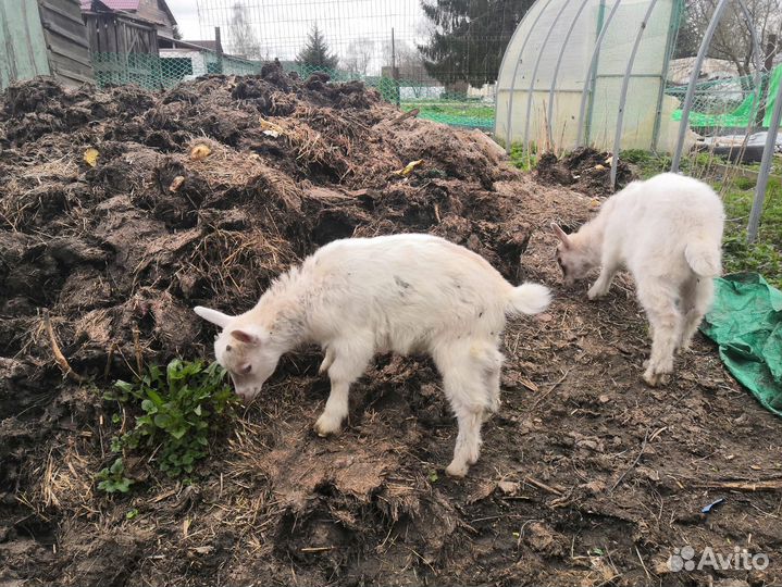 Продается корова с телочкой +козы+доильный аппарат