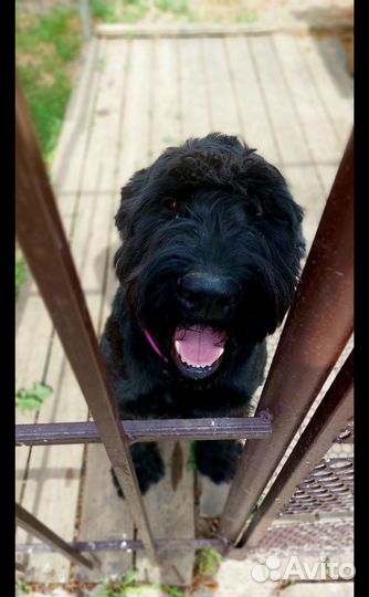 Ризеншнауцер вязка