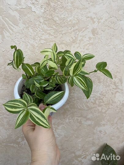 Комнатные цветы,растения.Разные