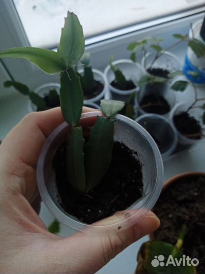 Декабрист шлюмбергера ярко-красный