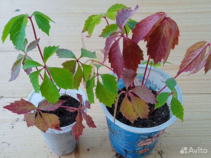 Саженцы кустарников и деревьев