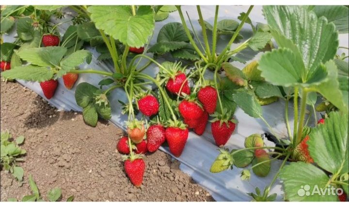 Клубника Азия,Лорд,Мальвина