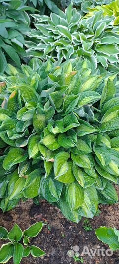 Хоста кустом