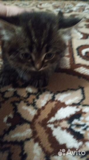 Котята в добрые руки бесплатно