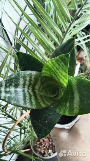 Сансевьерия иЭуфорбия
