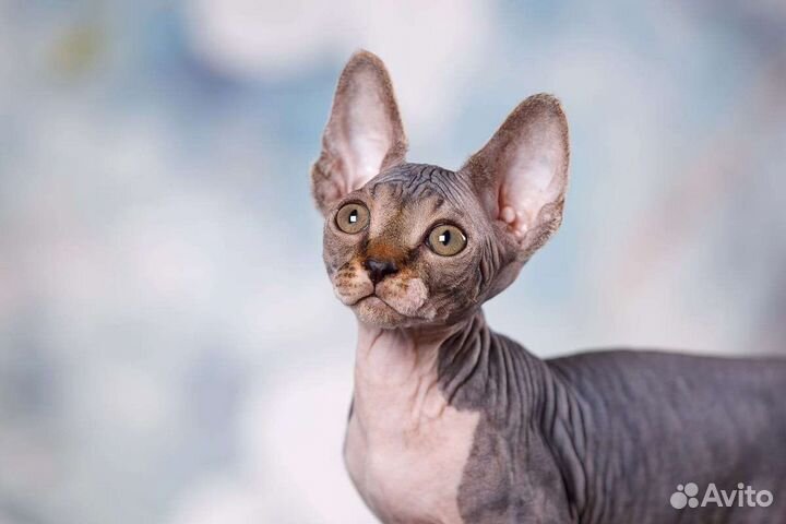 Эльф, Канадский сфинкс