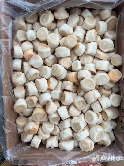 Гребешок Курильский Размер М 80/100