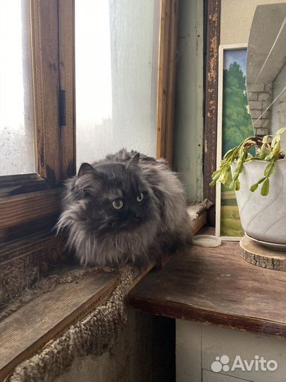 Кот бесплатно