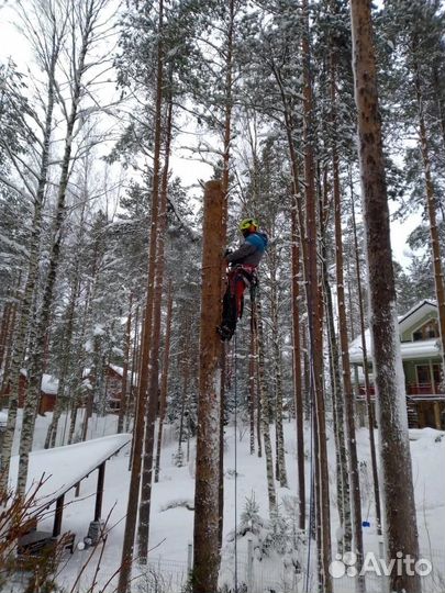 Спил деревьев удаление пней