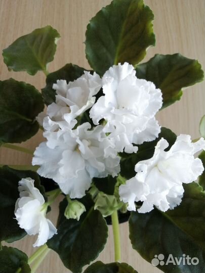 Сортовые фиалки