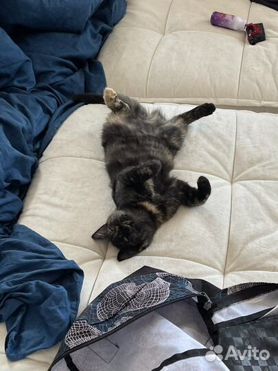 Кошка в дар бесплатно