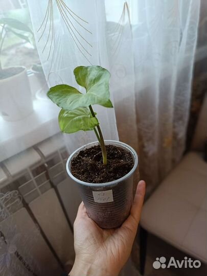 Сингониум Вайт Баттерфляй (White Butterfly)