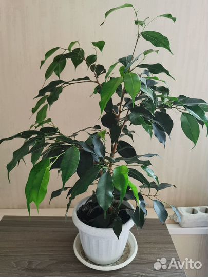 Комнатные растения