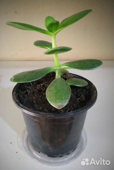 Толстянка (денежное дерево)