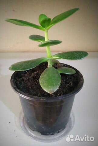 Толстянка (денежное дерево)