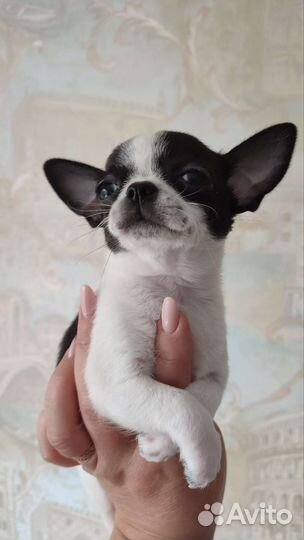 Чихуахуа мальчишки