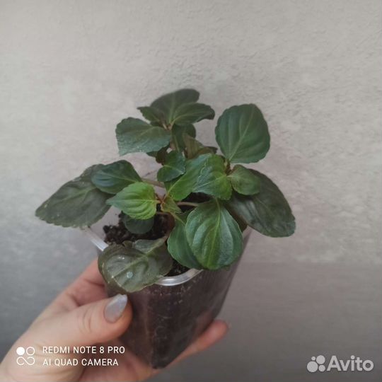 Бальзамин махровый