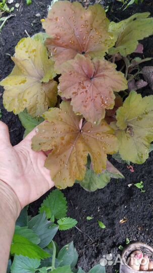 Декоративные кустарники, гейхеры