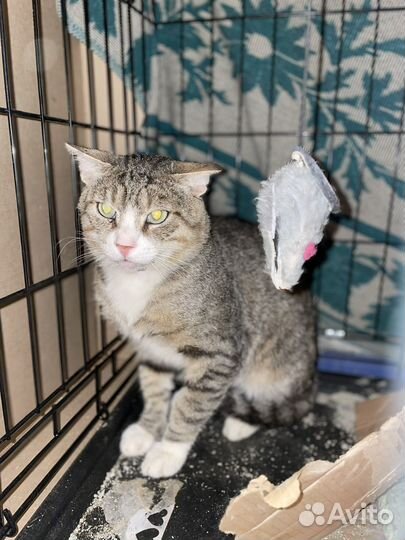 Кот в добрые руки бесплатно