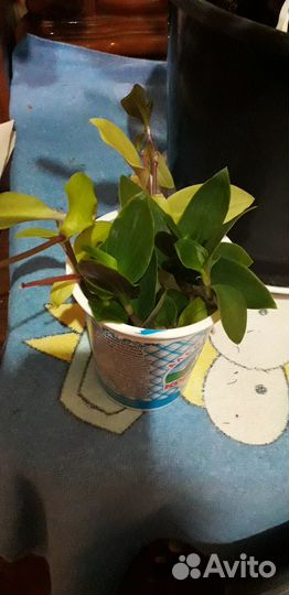 Отростки цветов